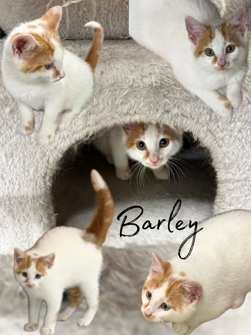 Barley thumbnail 4