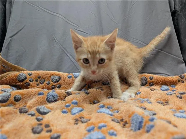 An adult small-sized male Domestic Short Hair cat named Simba for adoption in Appling, GA