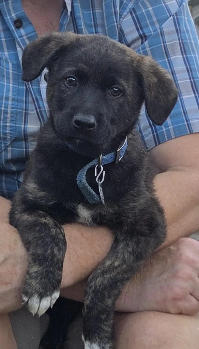 A baby medium-sized male German Shepherd Dog dog named Rubble for adoption in Saint Paul, MN