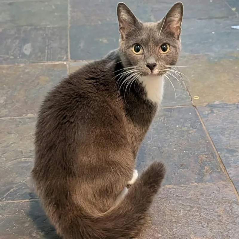 An adult small-sized female Gray / Blue / Silver Domestic Short Hair cat named Ember for adoption in Washington, DC