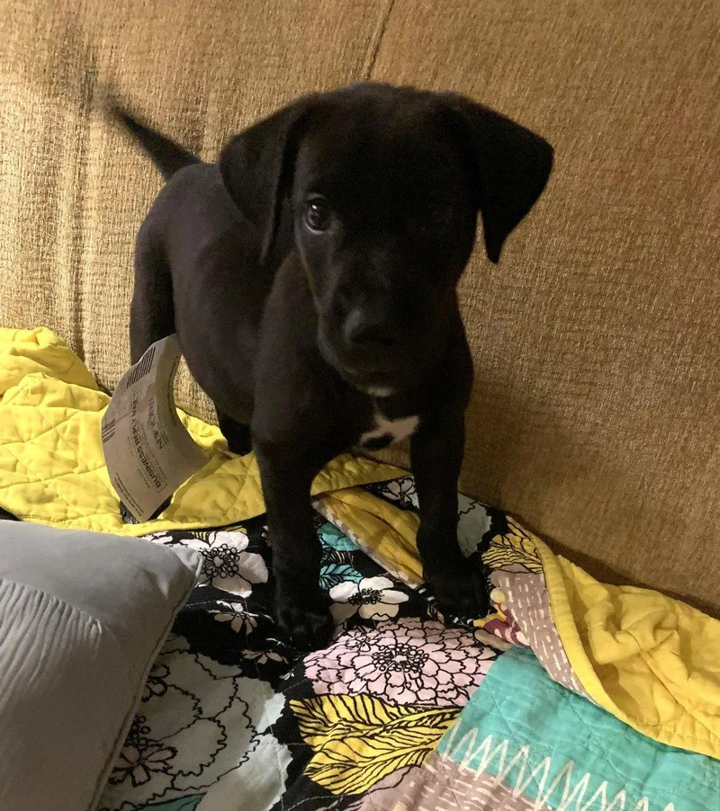 A baby medium-sized male Great Dane dog named Chad Powers for adoption in Wheaton, IL