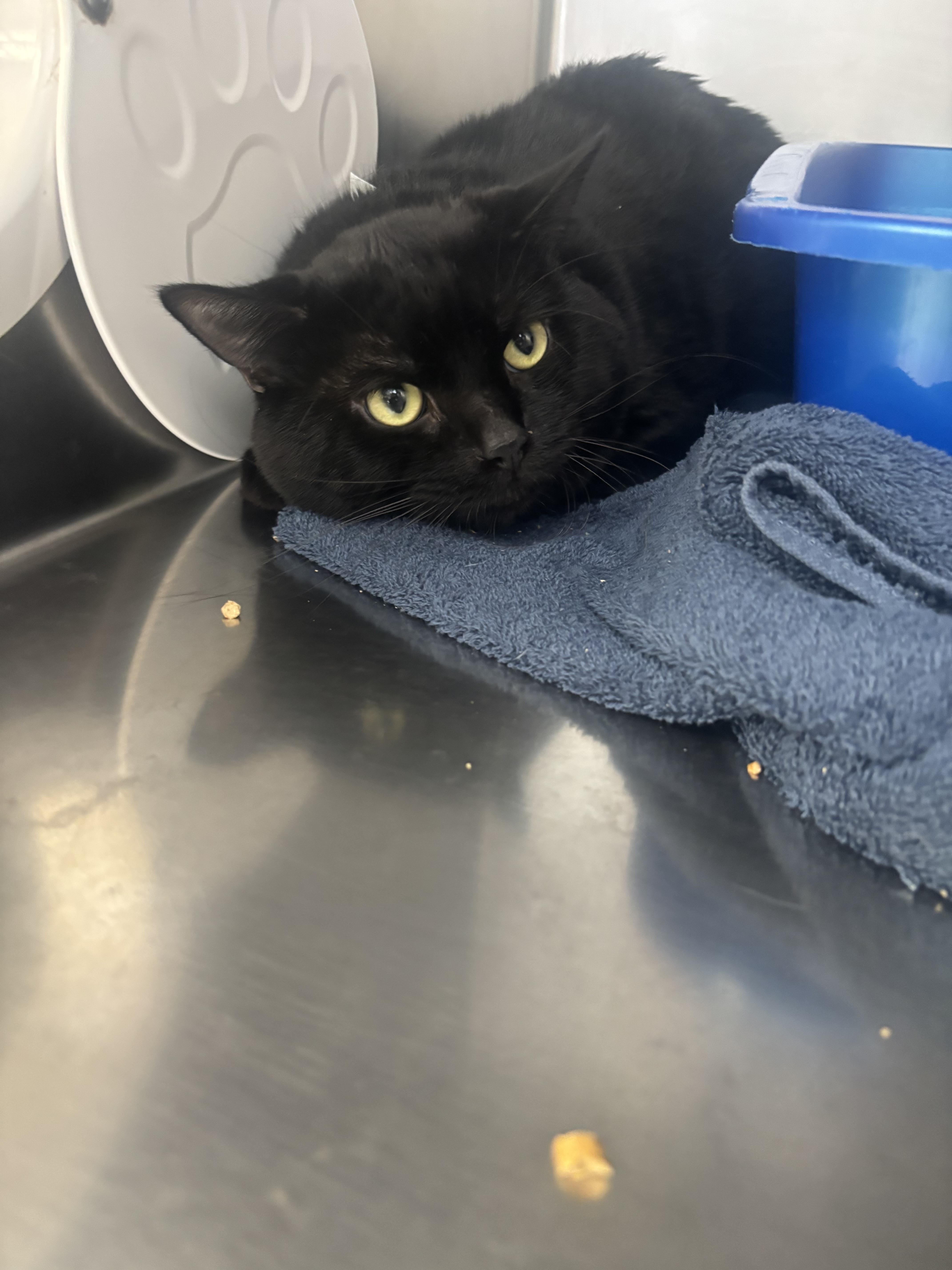 A young large-sized male Black Domestic Short Hair cat named Spooky for adoption in Cranston, RI