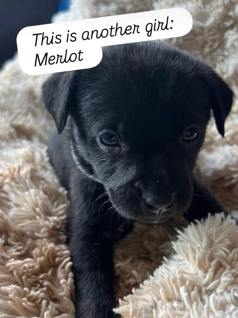 Anne's Vines  Merlot thumbnail 2