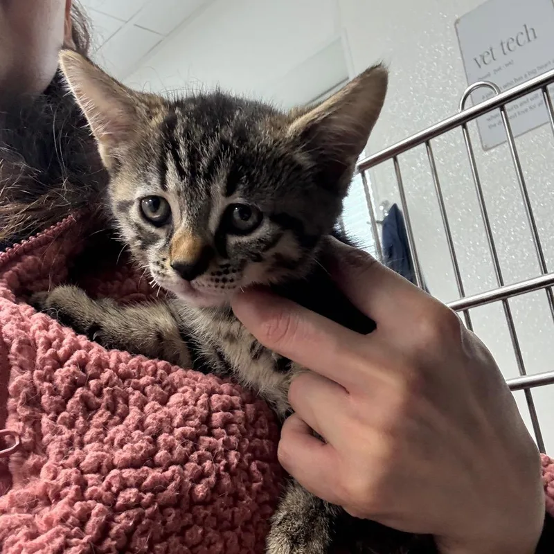 A baby small-sized female Calico Domestic Short Hair cat named Georgia for adoption in Newark, NJ