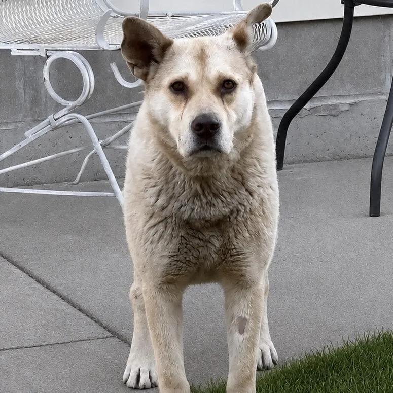 An adult large-sized male Yellow / Tan / Blond / Fawn Mixed Breed dog named Buggie for adoption in Buffalo, MN