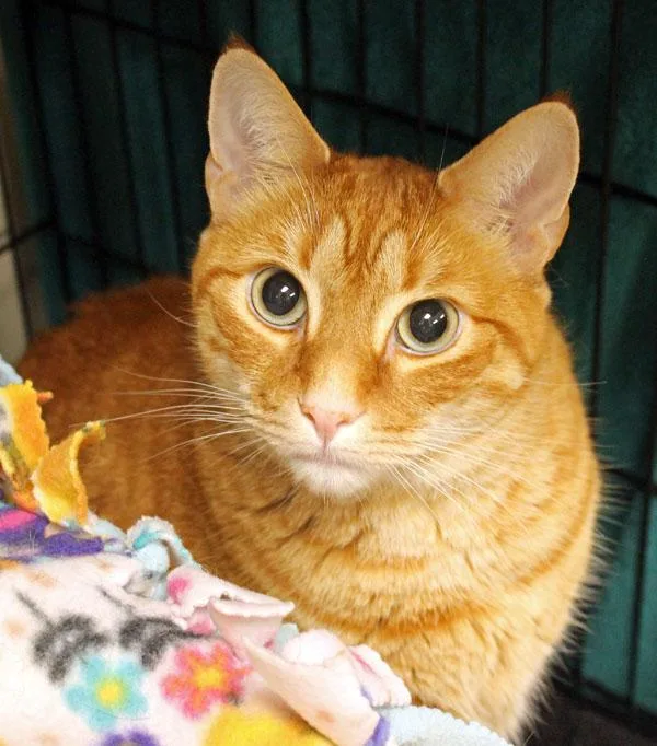 An adult large-sized male Orange / Red Domestic Short Hair cat named Lenny for adoption in Mansfield, MA