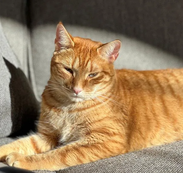 Lenny thumbnail 2