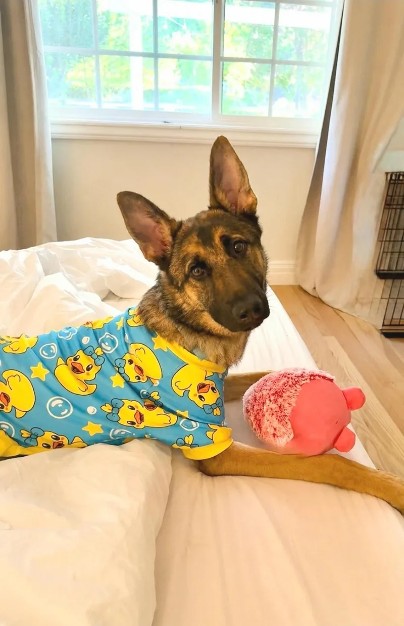 A young medium-sized female Black German Shepherd Dog dog named Willow is just a for adoption in Redondo Beach, CA