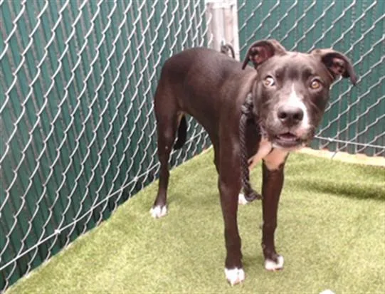 A young medium-sized male Pit Bull Terrier dog named Cash for adoption in Downey, CA