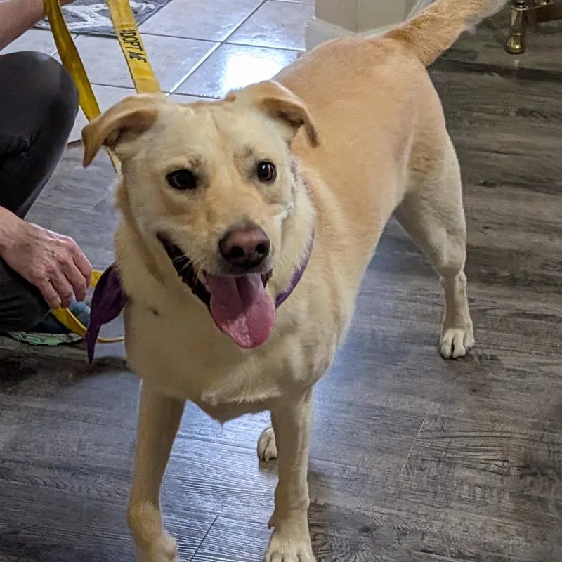 An adult large-sized male Yellow Labrador Retriever dog named Chance for adoption in Columbia, MO