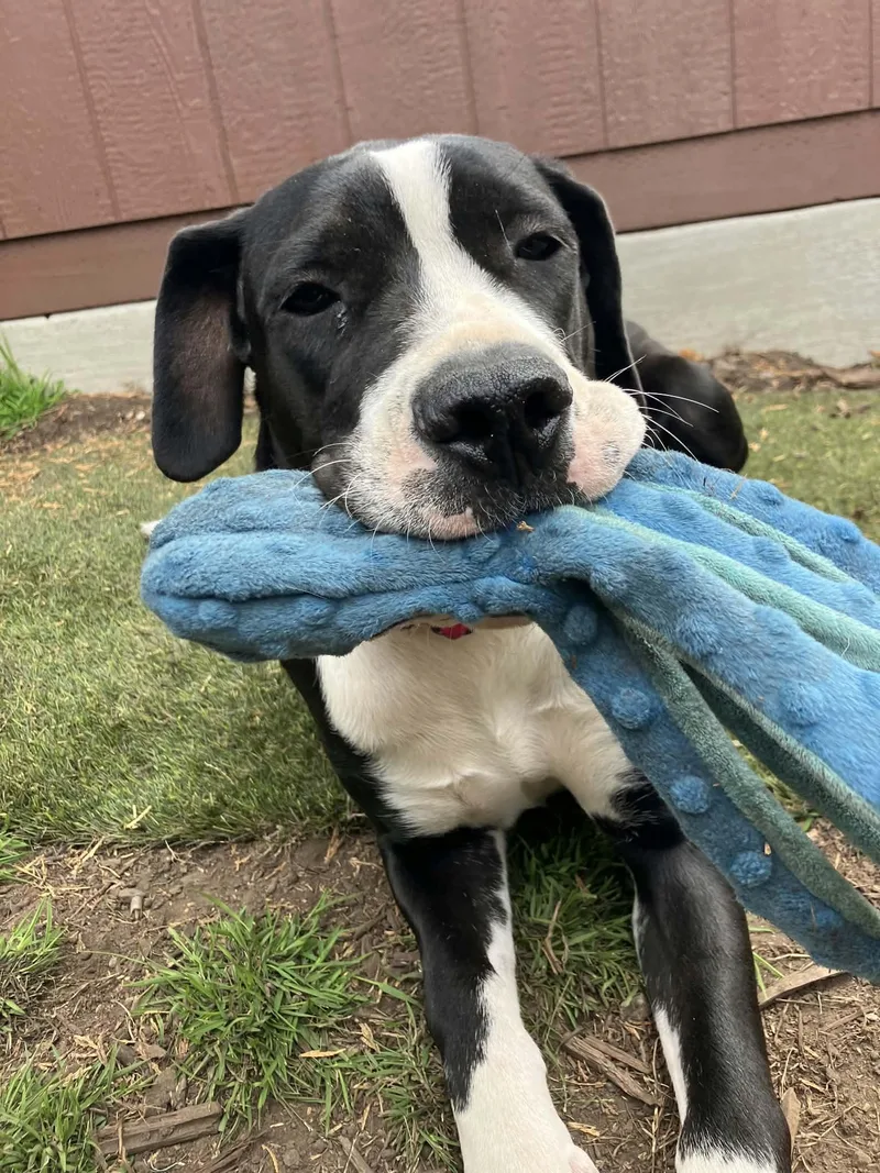 An adult large-sized female Mastiff dog named Patty for adoption in Sunnyvale, CA
