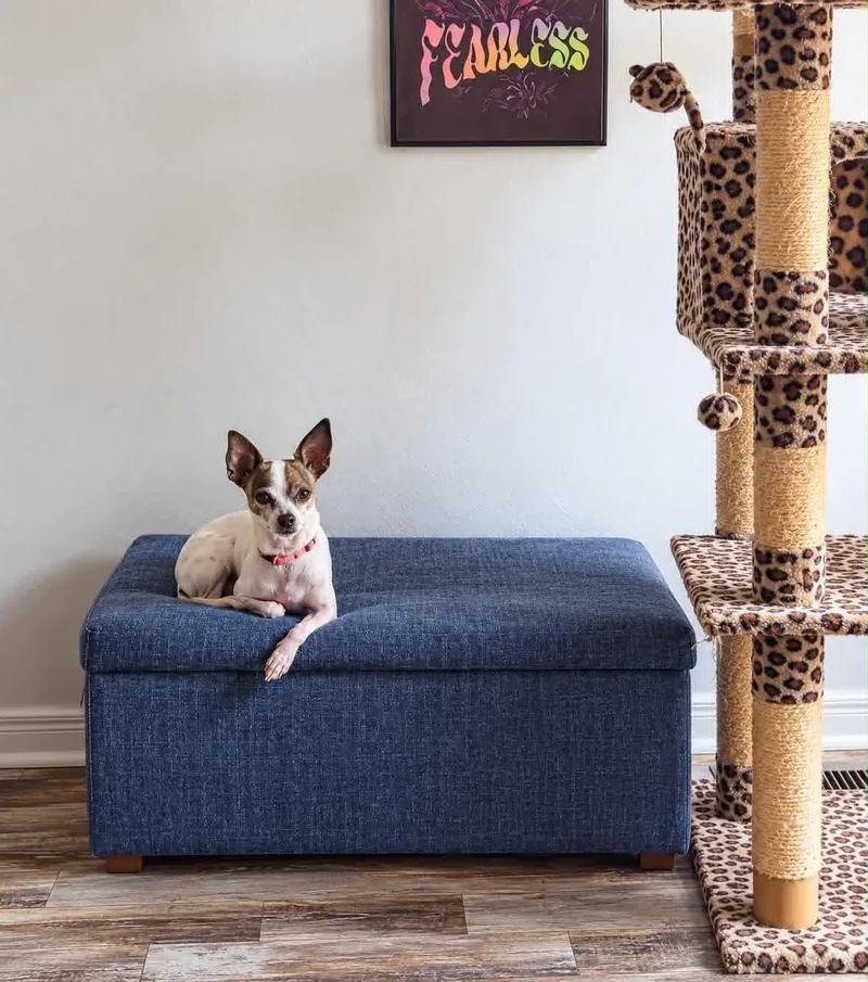 An adult small-sized female Chihuahua dog named Raya for adoption in Oregon, OH