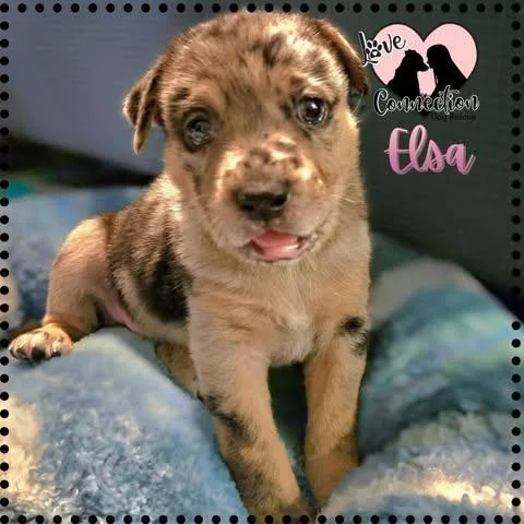 A baby medium-sized female Golden Australian Shepherd dog named Elsa for adoption in Gilbert, AZ