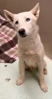 Snowflake thumbnail 2