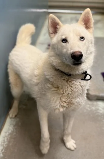 Snowflake thumbnail 3