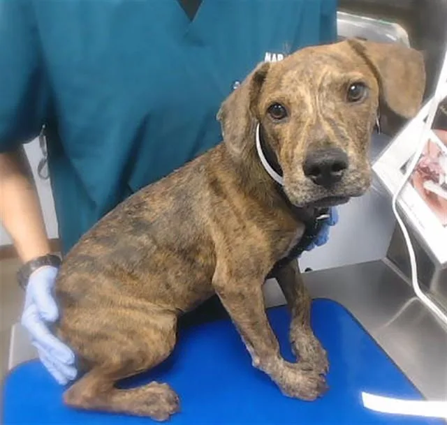 A young small-sized female Plott Hound dog named Hazel for adoption in Phoenix, AZ