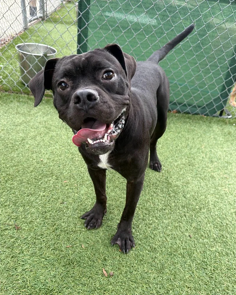 A young large-sized male Black Boxer dog named Max for adoption in Middlesex, NJ