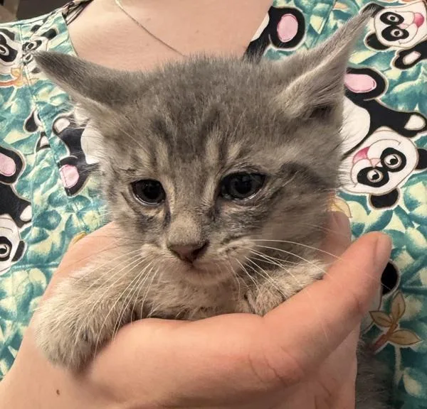 A baby small-sized male Domestic Short Hair cat named Rampion for adoption in Salisbury, MD