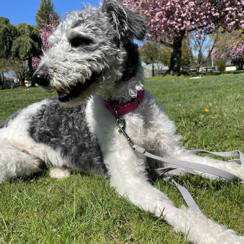 A young medium-sized female White / Cream Labradoodle dog named Ally for adoption in Lake Oswego, OR