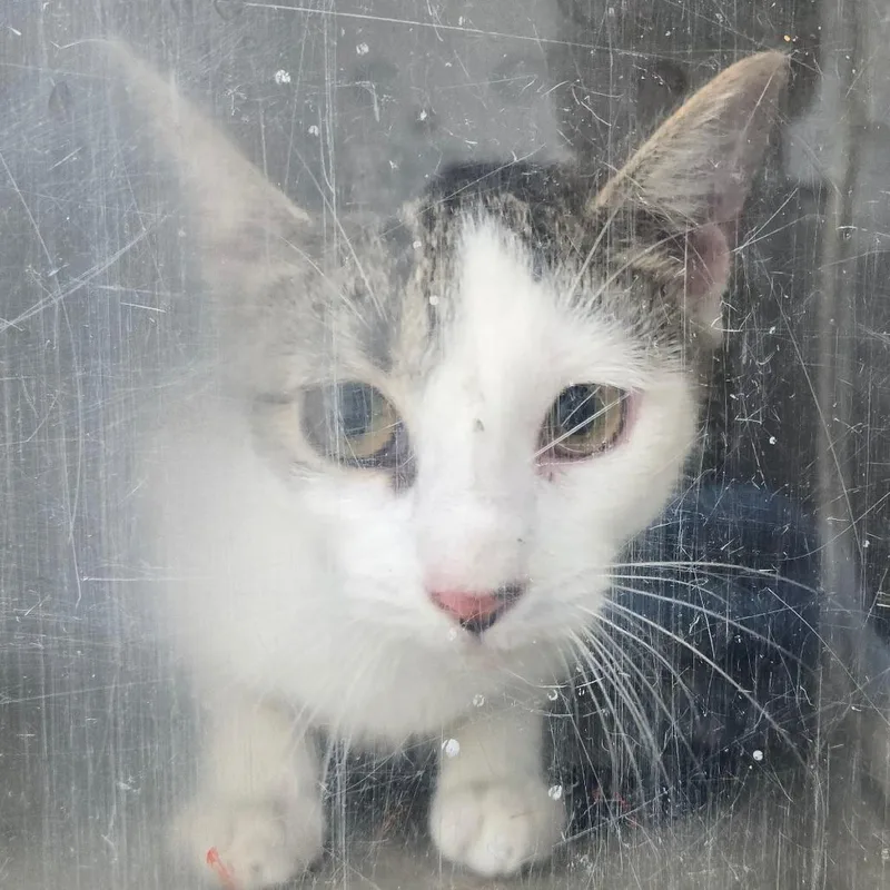 A baby small-sized female Black & White / Tuxedo Domestic Short Hair cat named Quebec for adoption in Philadelphia, PA