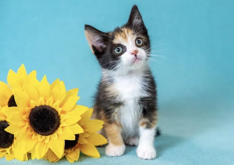 A young medium-sized female Calico Domestic Short Hair cat named Glitter for adoption in North Babylon, NY