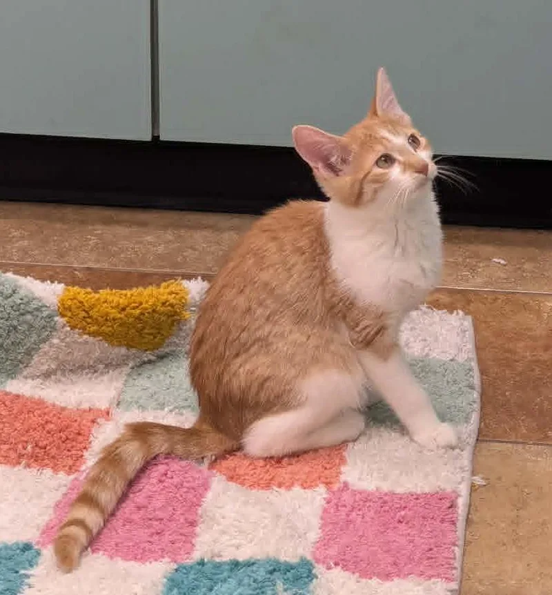 A baby medium-sized female Domestic Short Hair cat named Purrleen for adoption in South Bend, IN