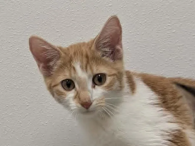 Purrleen thumbnail 3