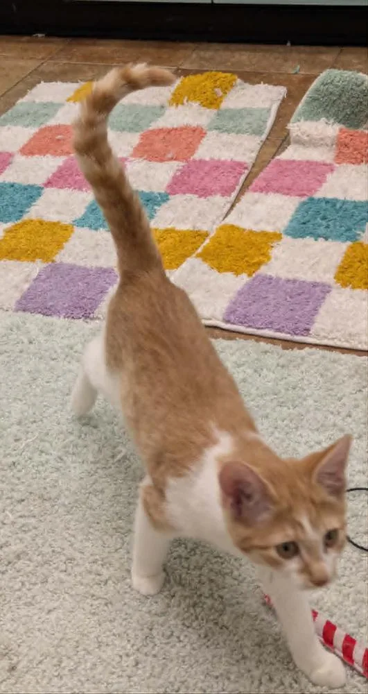 Purrleen thumbnail 4