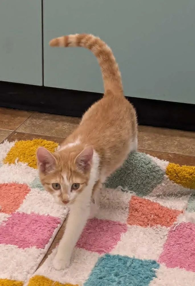 Purrleen thumbnail 5