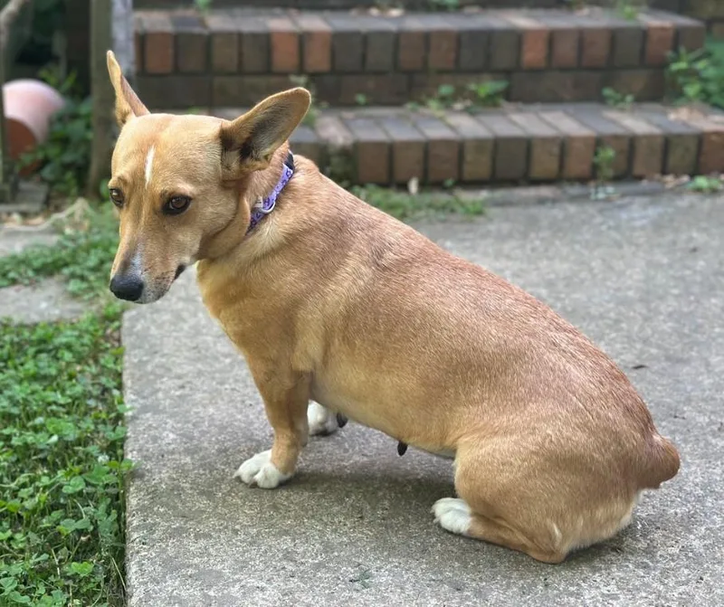 An adult medium-sized female Brown / Chocolate Corgi dog named Polly for adoption in Joppa, AL