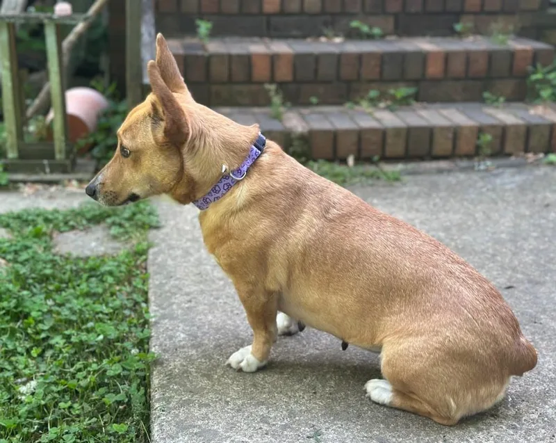 Polly thumbnail 3