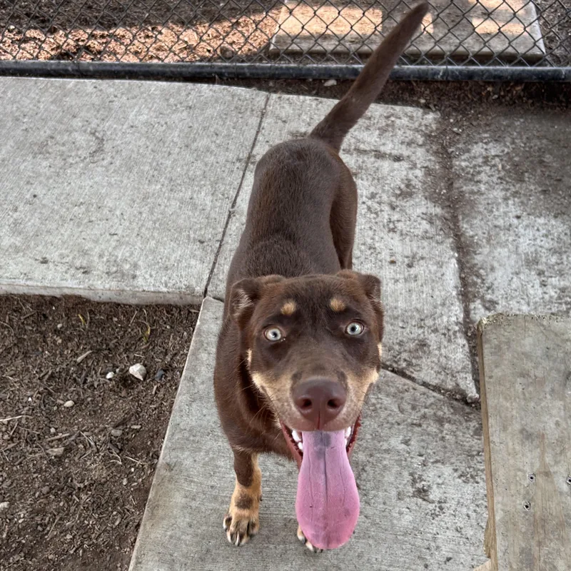 A baby medium-sized male Brown / Chocolate Chocolate Labrador Retriever dog named Walker for adoption in The Colony, TX