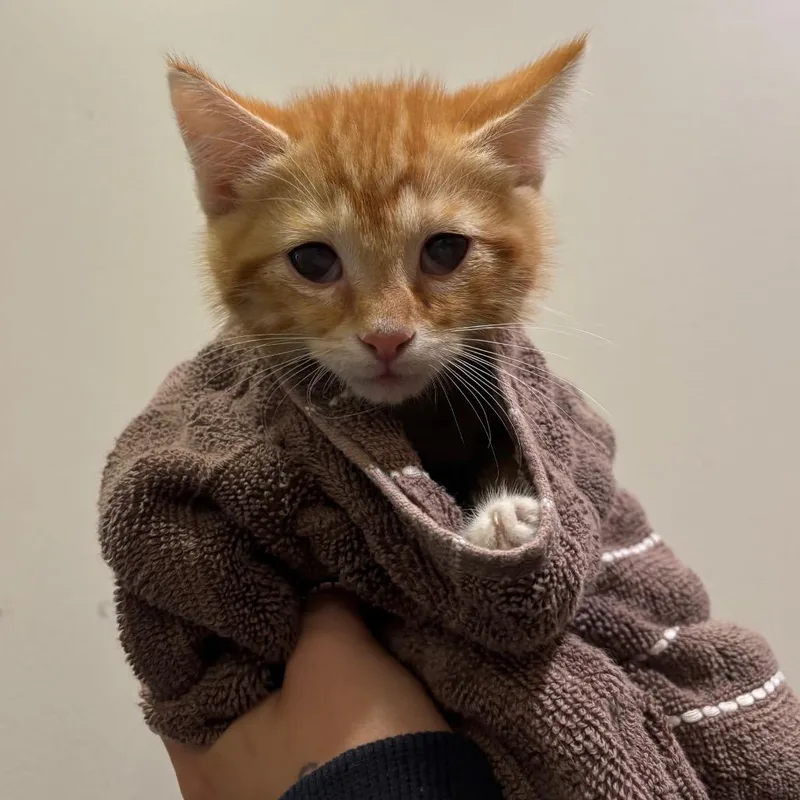 A baby small-sized male Orange / Red Domestic Short Hair cat named King Bumi for adoption in Washington Township, OH