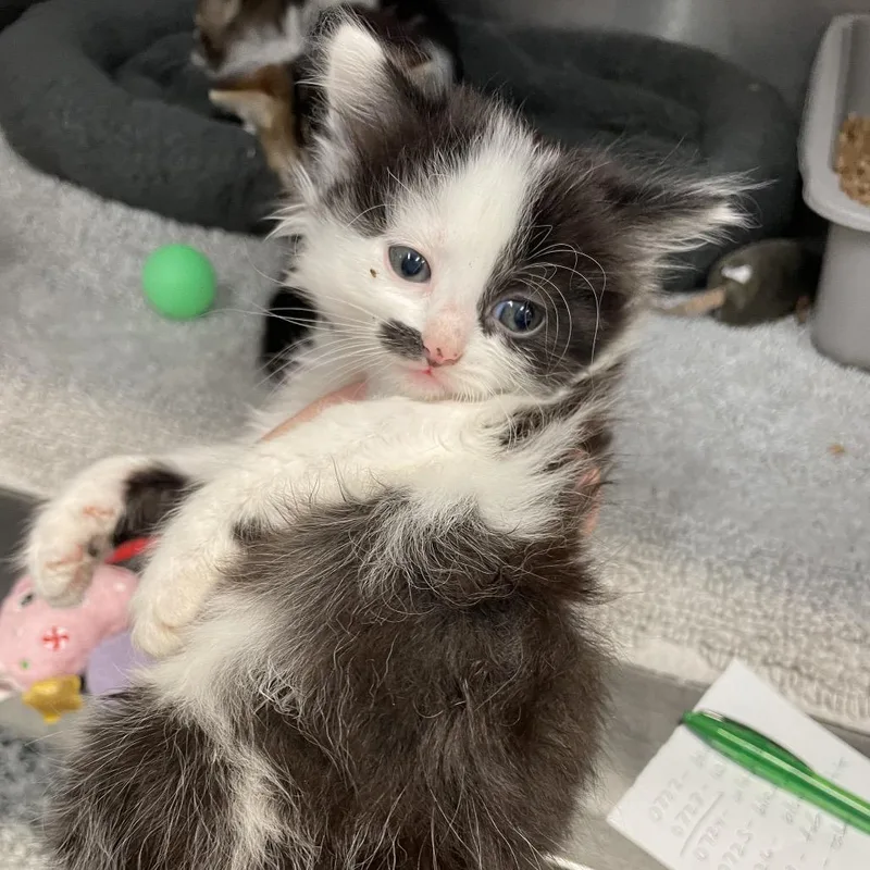 A baby small-sized female Black Domestic Short Hair cat named Stash for adoption in Port Charlotte, FL