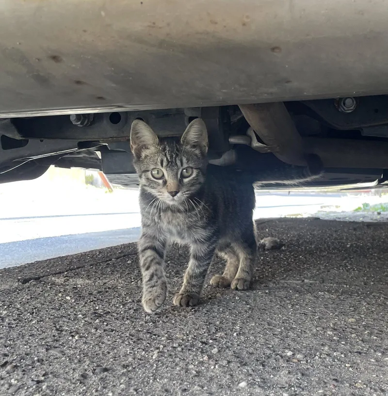 A young medium-sized male Domestic Short Hair cat named Squeaky for adoption in Yardley, PA
