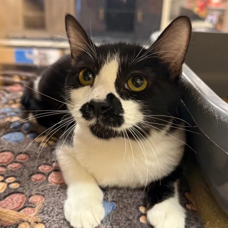 A baby small-sized male Black Domestic Short Hair cat named Jude for adoption in Hemet, CA
