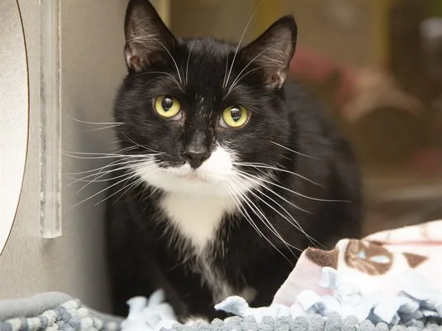 An adult small-sized female Domestic Short Hair cat named Nikki Bella for adoption in Phoenix, AZ