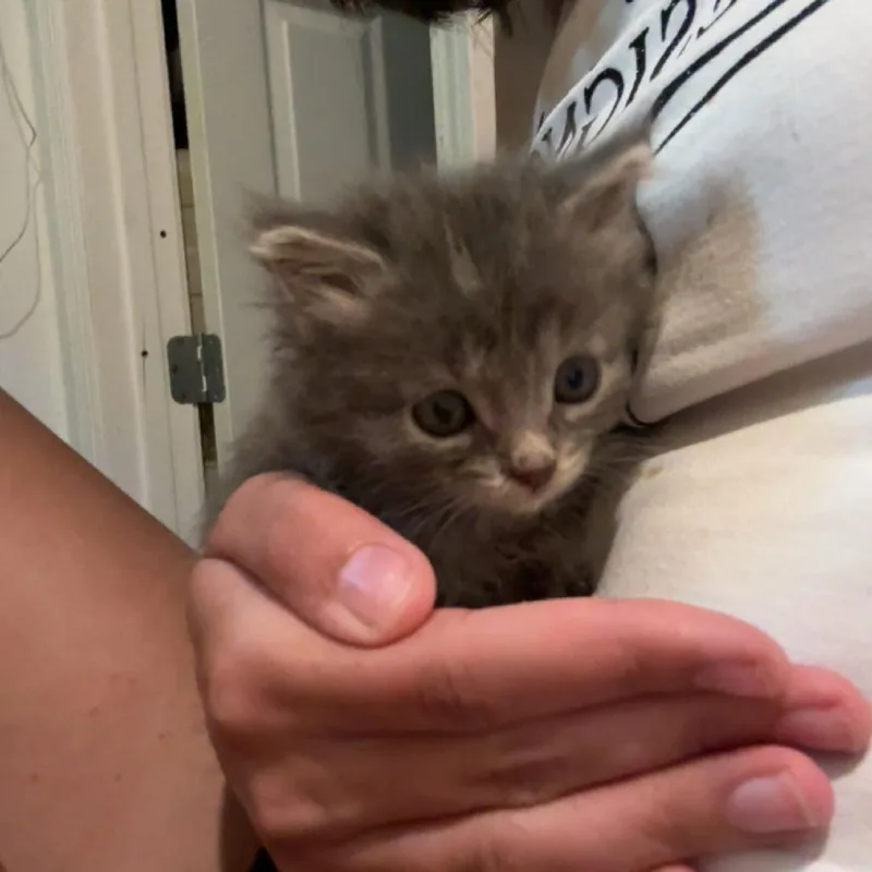 Kiwi thumbnail 3