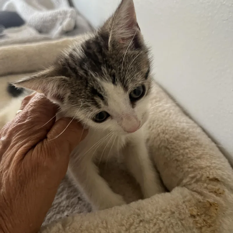 A baby small-sized female Domestic Short Hair cat named Bella for adoption in Parkland, FL