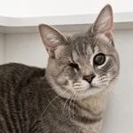 A young medium-sized male Domestic Short Hair cat named Castor and Pollux for adoption in Pontiac, MI