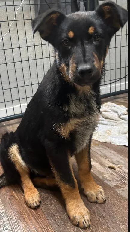 An adult large-sized male Black German Shepherd Dog dog named Harlow for adoption