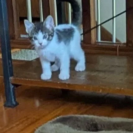 A baby medium-sized male Tabby (Gray / Blue / Silver) Tabby cat named Fred for adoption in Farmington, MN