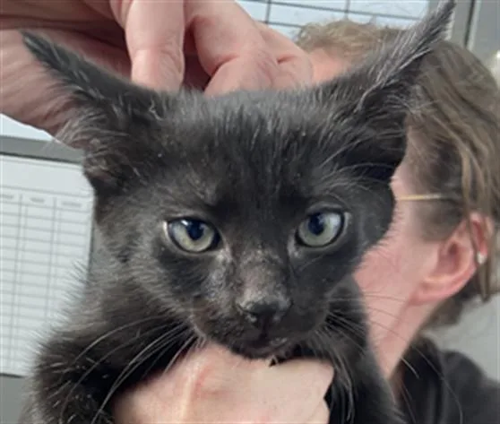 A baby medium-sized male Domestic Short Hair cat named Hades for adoption in Dallas, TX