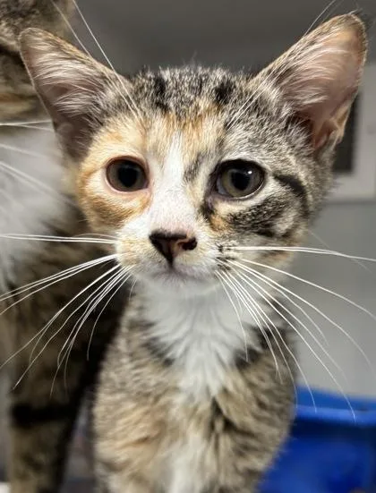 A baby small-sized female Domestic Short Hair cat named Sonnet for adoption in Cumming, GA
