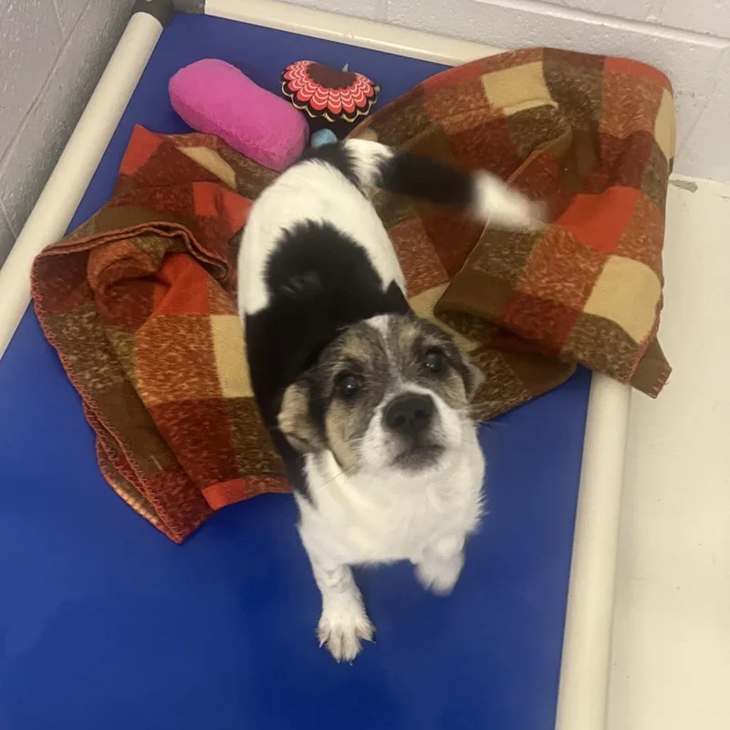 A baby small-sized female White / Cream Terrier dog named Bramble for adoption in Delaware, OH