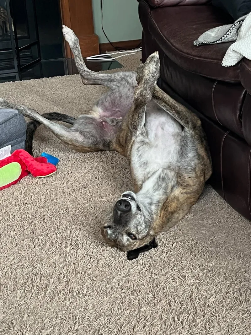 An adult large-sized male Brindle Greyhound dog named Archie for adoption in Coon Rapids, MN