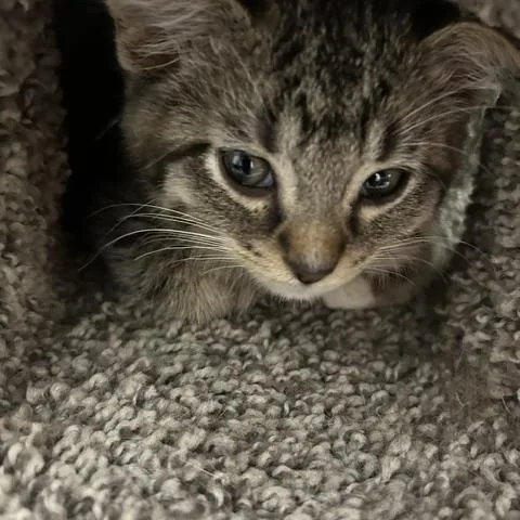 A baby medium-sized male Domestic Short Hair cat named Ghost for adoption in Bryan, OH