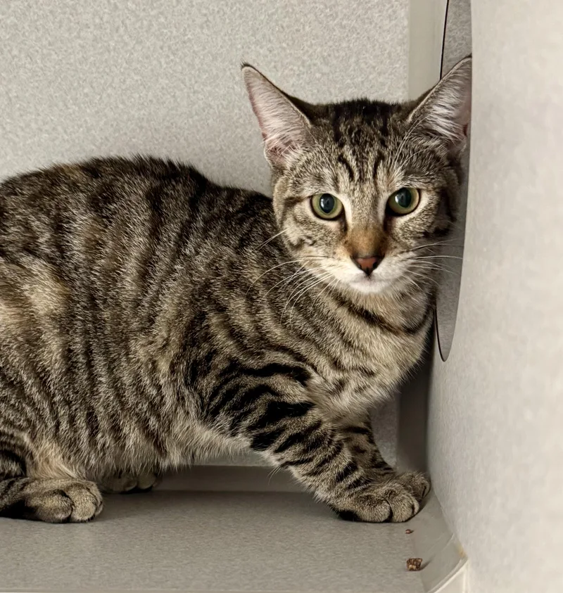 A baby medium-sized female Tabby (Brown / Chocolate) Tabby cat named Sundance for adoption in Red Bluff, CA