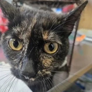 An adult medium-sized female Black Domestic Short Hair cat named Mj for adoption in Rapid City, SD
