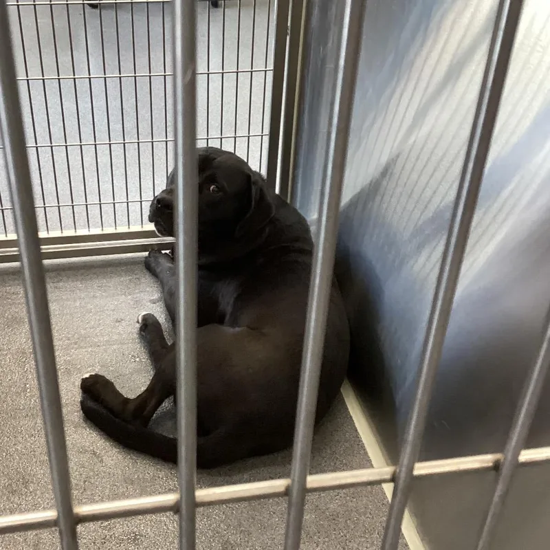 An adult large-sized male Black Terrier dog named Max for adoption in Montgomery, AL